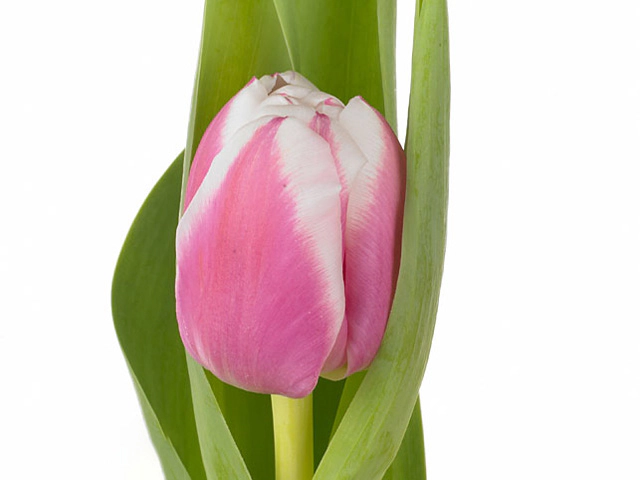 Тюльпан махровый ранний "Melrose"