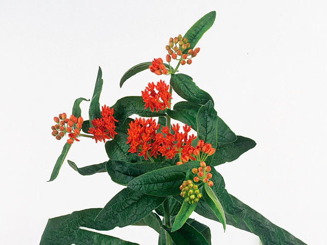 Asclepias tuberosa 'Red Beauty'