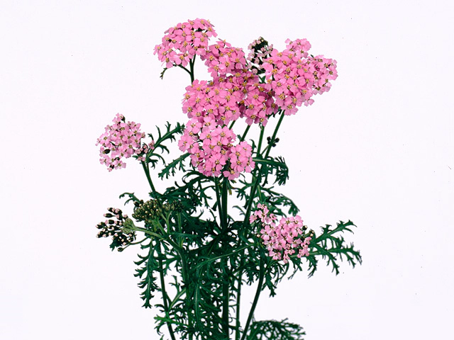 Achillea millefolium 'Masterclass Pink'