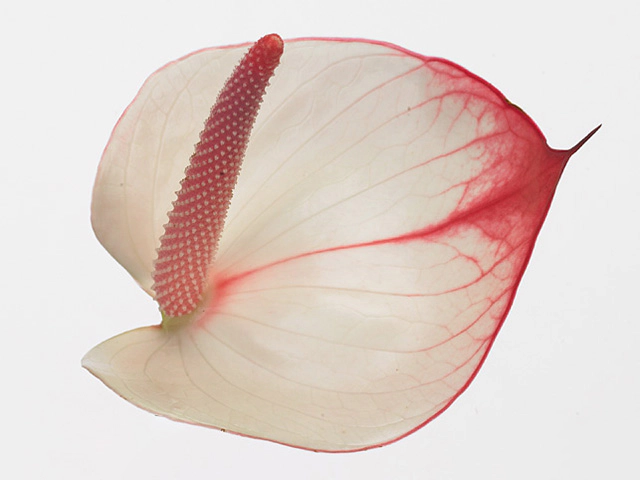 Anthurium (Andreanum Grp) L'Amour