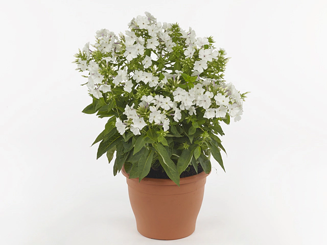 Phlox (Paniculata Grp) Famous White