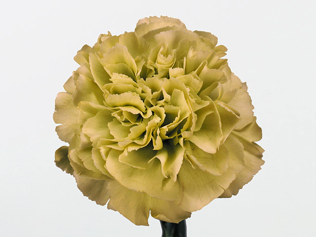 Гвоздика обыкновенная  "Prado Mint"