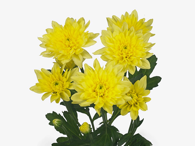 Chrysanthemum (Indicum Grp) spray Zehnya Yellow
