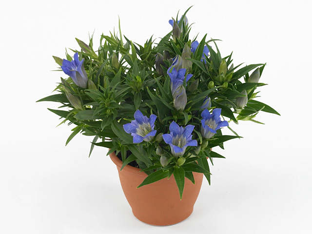 Gentiana scabra Rocky Diamond Blue