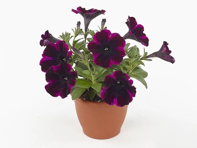 Petunia Sweetunia Johnny Flame