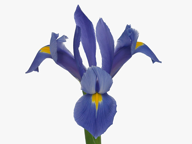 Iris (Dutch Iris Grp) Buffalo