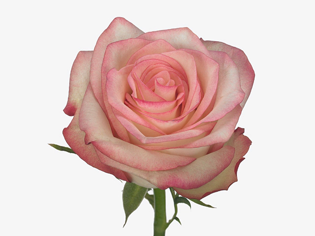 Роза крупноцветковая "Paloma"