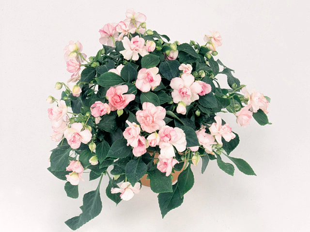 Impatiens (Walleriana Grp) Fiesta Apple Blossom