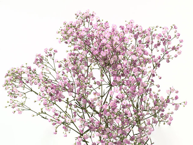 Gypsophila paniculata 'My Pink'