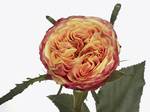 Роза крупноцветковая "Hurricane"