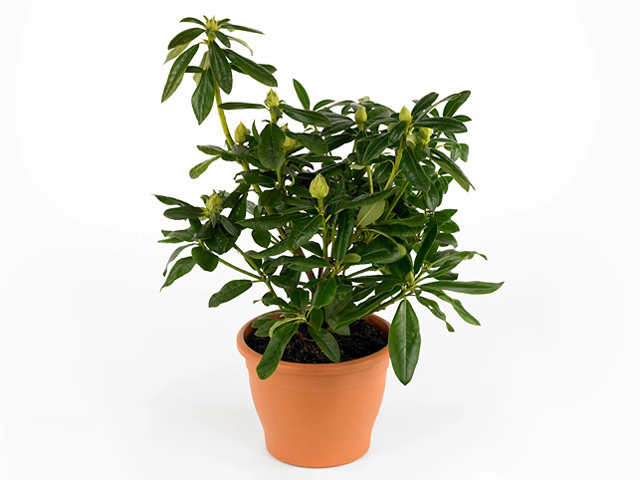 Rhododendron (Caucasicum Grp) 'Pink Lady'