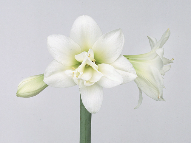 Hippeastrum (Double Galaxy Grp) 'Jewel'