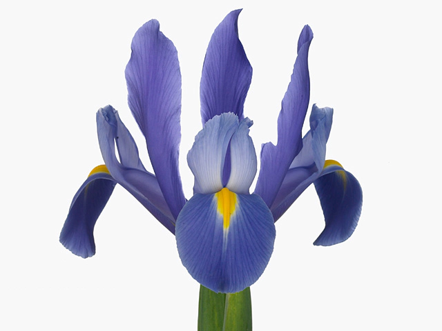 Iris (Dutch Iris Grp) 'Hommes Blue'