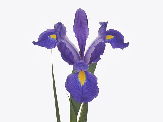 Iris (Dutch Iris Grp) 'Salvatore'