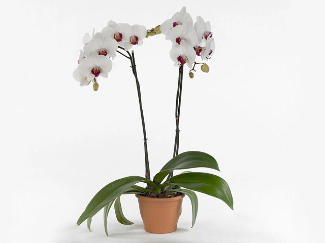Phalaenopsis Anthura Dublin