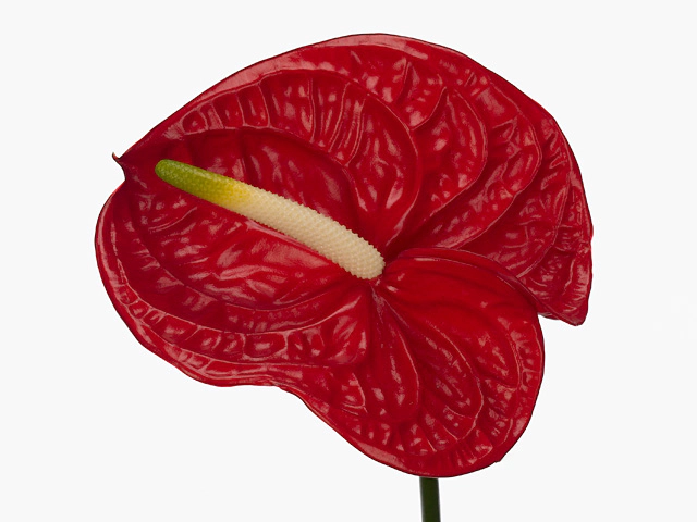 Anthurium (Andreanum Grp) Eterno