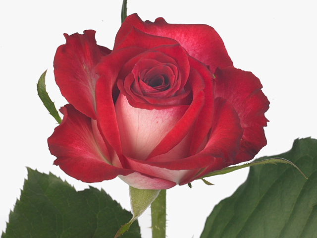 Роза крупноцветковая "Paradiso@"