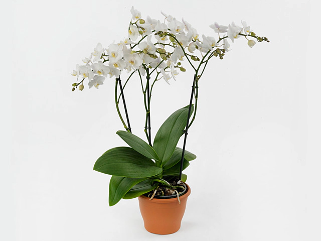 Phalaenopsis Multifloratypes Floriclone Aveline