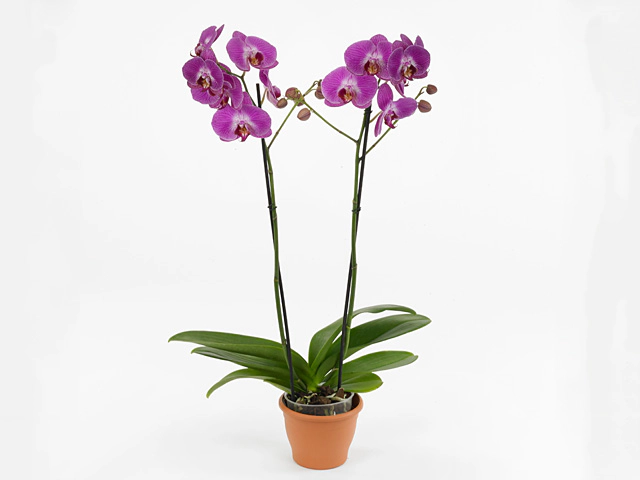 Phalaenopsis Sangria