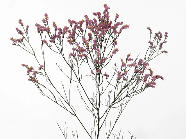 Limonium sinense Candy Diamond