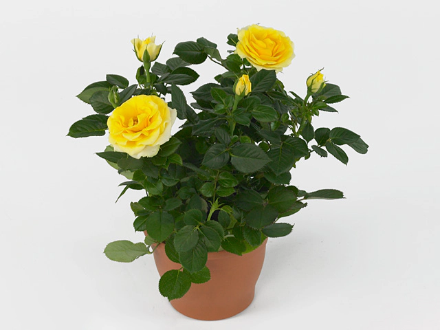 Роза "Sunny Star"