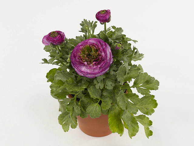 Ranunculus asiaticus 'Sprinkles Violet'