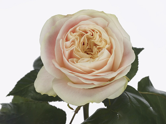 Роза крупноцветковая "Priscilla!"