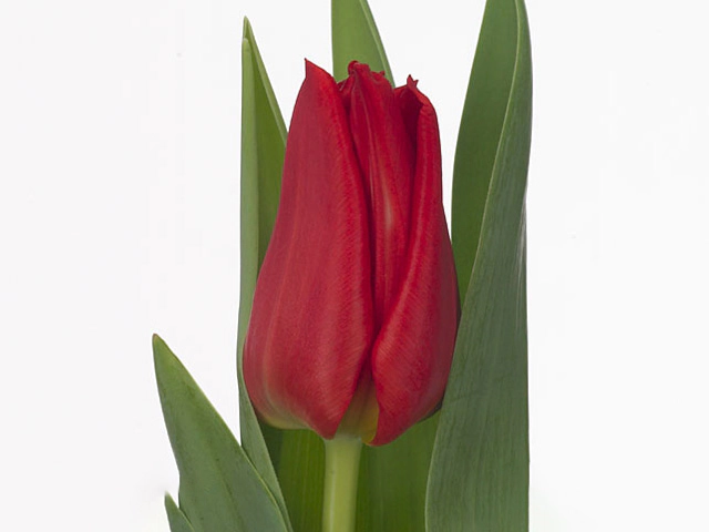 Тюльпан Триумф "Yuri"