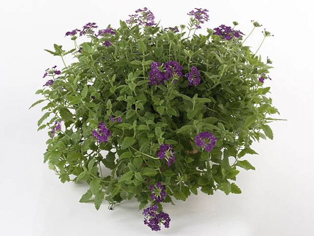 Verbena 'Vegas Purple'