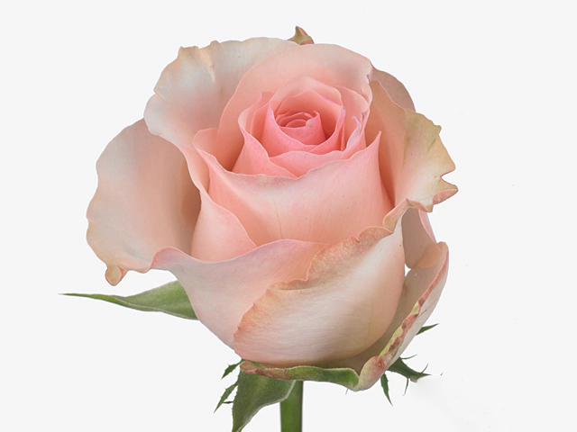 Роза крупноцветковая "Arleene"
