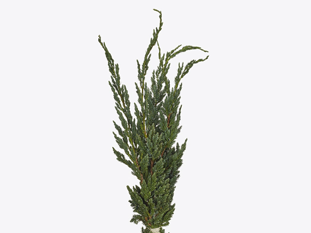 Juniperus squamata 'Meyeri' per kilo