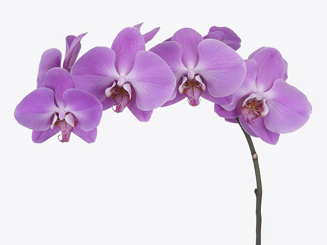 Phalaenopsis per branch Anthura Pusan