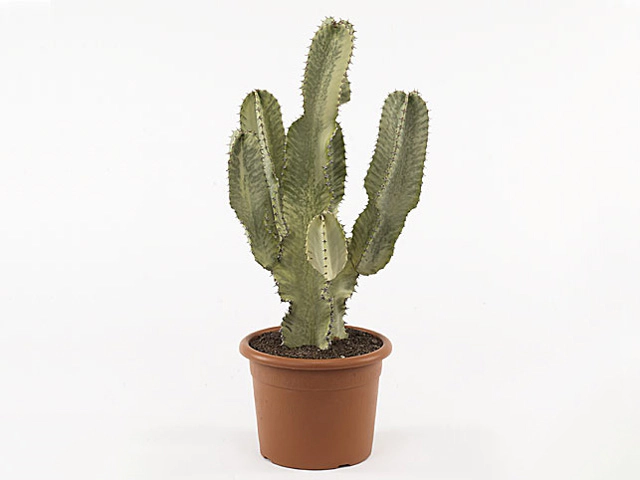 Euphorbia ingens 'Variegata'