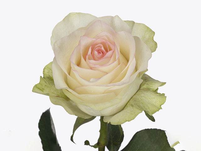 Роза крупноцветковая "Sweet Jumilia"