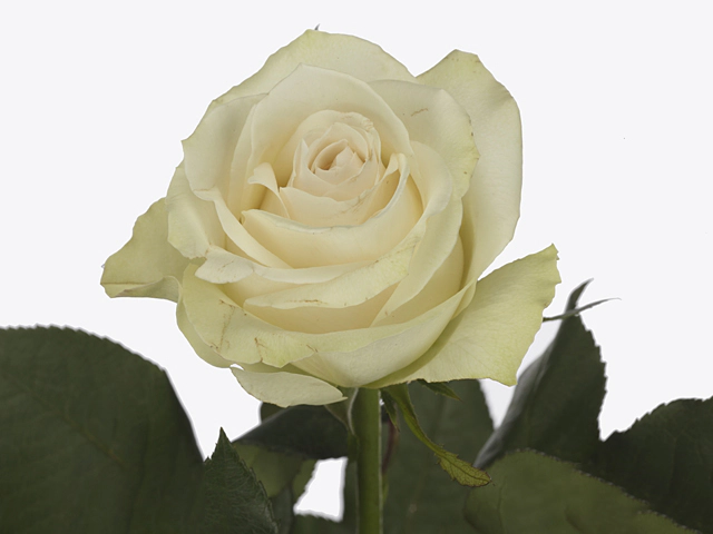 Роза крупноцветковая "Philadelphia"