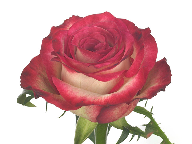 Роза крупноцветковая "Raspberry Ice"