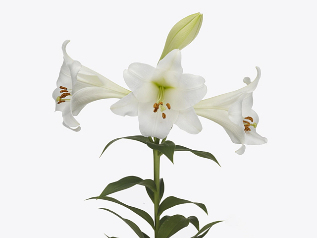 Lilium (LO-hybrids Grp) 'Fredo'