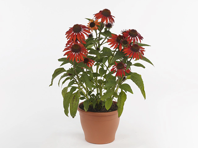 Echinacea Sombrero Sangrita