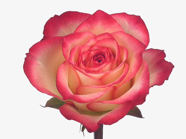 Rosa large flowered Felicia-Bb