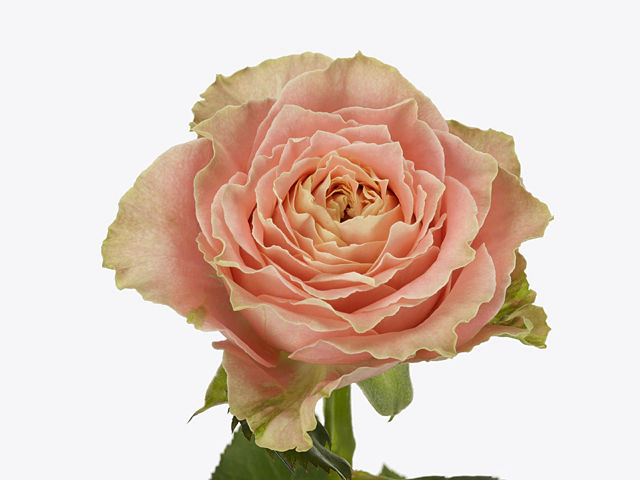 Роза крупноцветковая "Country Spirit Louise"