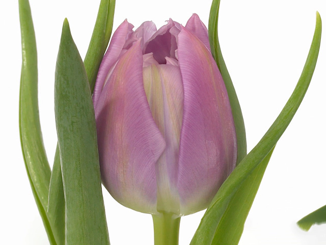 Tulipa (Double Early Grp) 'Double Price'