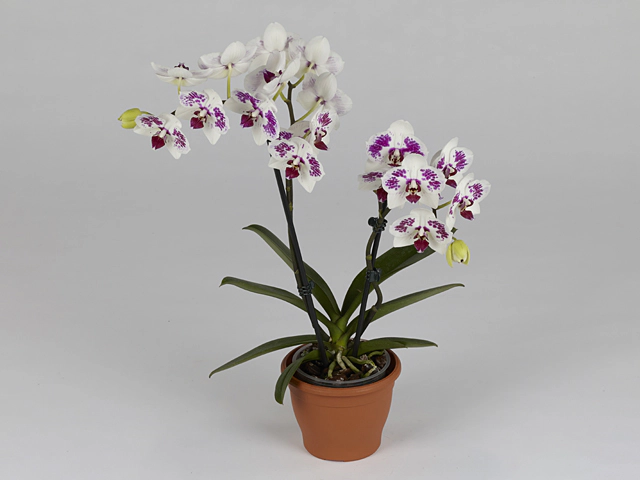 Phalaenopsis Floriclone Star Buster