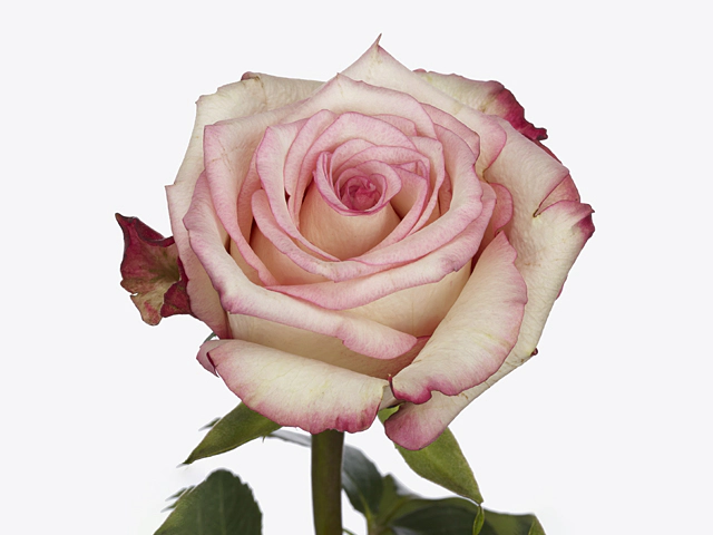 Роза крупноцветковая "Tormenta@"