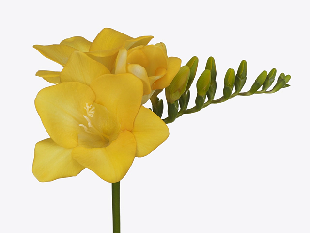 Freesia single flowered 'Sunvalley'