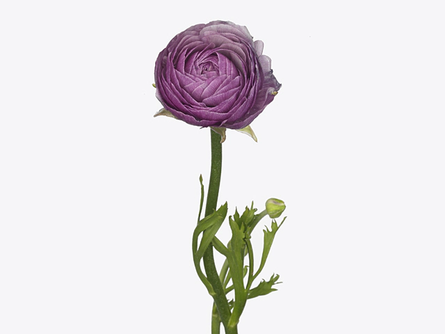 Ranunculus asiaticus 'Amandine Purple Jean'