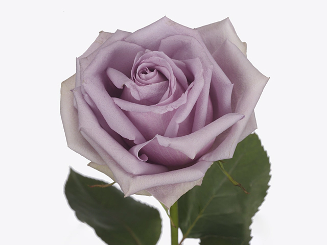 Rosa large flowered Synevyr!