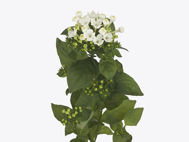 Bouvardia single flowered Roza White