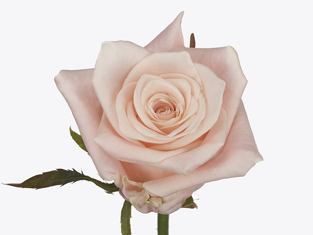 Роза крупноцветковая "Kimberly!"