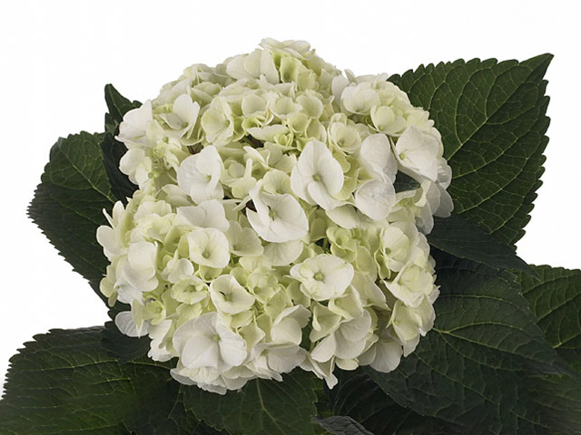Hydrangea macrophylla Magical Pearl (green)