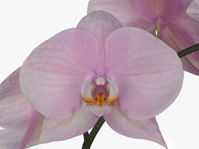 Phalaenopsis per flower Anthura Akita